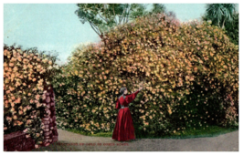 Thousands of Ophir Roses CA Mitchell Postcard - £13.19 GBP