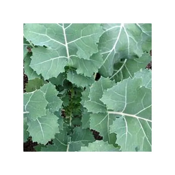 1 000 Premier Kale Seeds Early Hanover Non Gmo Heirloom Garden Fresh - £5.99 GBP