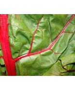 SEED- Swiss Chard Seeds - A Rainbow of Colorful Greens- Healthy Tasty - €3,79 EUR