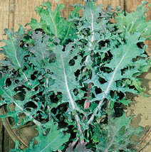 200 Red Russian Kale Seeds Brassica Oleracea Beautiful Tender Leaves Fresh USA F - $7.99