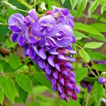 New Fresh Seeds 5 Amethyst Falls Wisteria Seeds Wisteria Frutescens Amet... - £9.35 GBP