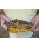 (G-Def-88) 6-1/8&quot; Deformed Gator ALLIGATOR Aligator HEAD AMERICAN Americ... - $100.50 CAD