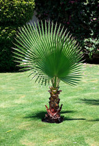 Grow in US 50+ California Fan Palm Tree Seeds (Washingtonia Filifera) Edible - £8.77 GBP