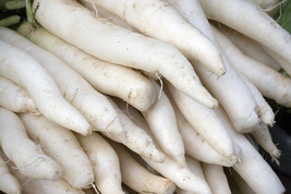 Radish Japanese Minowase White Giant 2 Feet Long Daikan 300 Seeds USA Fast Shipp - $12.99