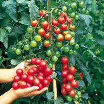 Af - Tomato Seeds Sweet Million - 15 Certified Seeds - Cherry Tomato - Vegetable - £4.69 GBP
