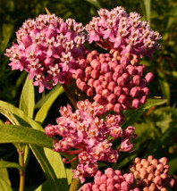 GIB 75 Red Swamp Milkweed Asclepias Incarnata Flower Seeds - £14.33 GBP