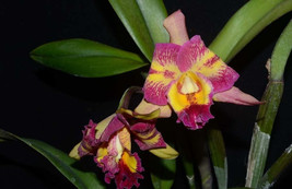 Arabesque x Hawaiian Lightning (Seedling/Plug) [Cattleya Hybrid] - $14.20