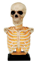 Seasons Skeleton Bust Lu &amp; Sound 16&quot; - £57.83 GBP