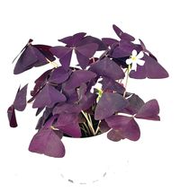 FREE SHIPPING Purple Shamrock Oxalis Triangularis Good Luck Houseplant, 4” Pot - £28.17 GBP