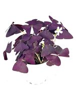 FREE SHIPPING Purple Shamrock Oxalis Triangularis Good Luck Houseplant, ... - £27.69 GBP