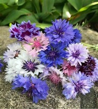 BACHELOR&#39;S BUTTON CLASSIC MAGIC MIX, 150 SEEDS R - $16.35