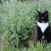 SEPT Catnip 15 Fresh Herb Seeds Usa - £4.41 GBP