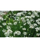 Garlic Chives Seeds 200 Herb Vegetable Garden Fresh Garden - $79.82 MXN