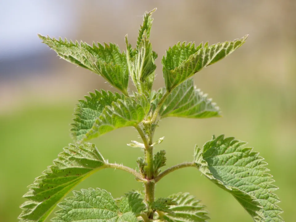 3000 stinging nettle seeds urtica dioica 5 thumb200