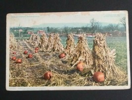 Berkshire Hills Massachusetts Corn &amp; Pumpkins Autumn 1906 Antique Postcard - £3.81 GBP