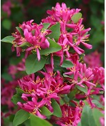 SMX Arnold Red Tatarian Honeysuckle Lonicera Tatarica Arnold Red Shrub S... - $13.22 CAD