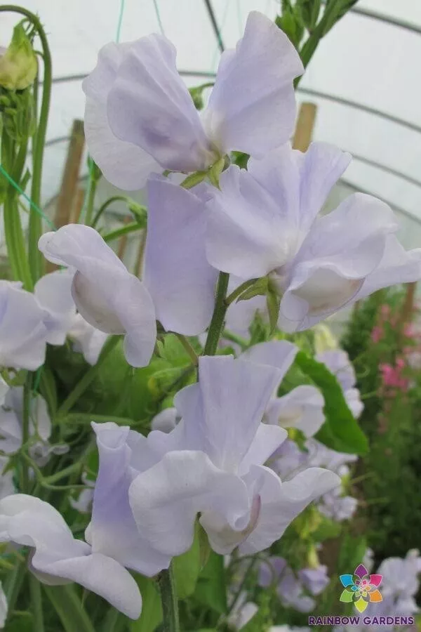 50 Solstice Light Blue Sweet Pea Seeds Gardening USA SHIPPING - £10.32 GBP