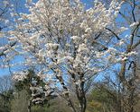 10 Seeds Japanese Flowering Cherry - £7.67 GBP