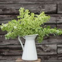 MBK Bells Of Ireland 20 Seeds Moluccella Laevis Green Flowers For Dried ... - $8.79