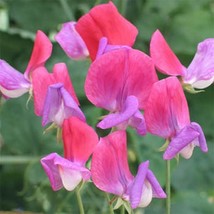 GIB Sweet Peas Royal RosePink 15 seeds - £7.19 GBP