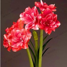 True Amaryllis Bulb Rose Red and White Colors - £8.67 GBP