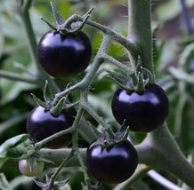 USA Store 30 Seeds European Black Cherry Tomato Seeds Sweet HeirloomNon Gmo Fres - £6.63 GBP