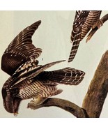 Hawk Owl Bird 1946 Color Art Print John James Audubon Nature DWV2F - $54.87 CAD