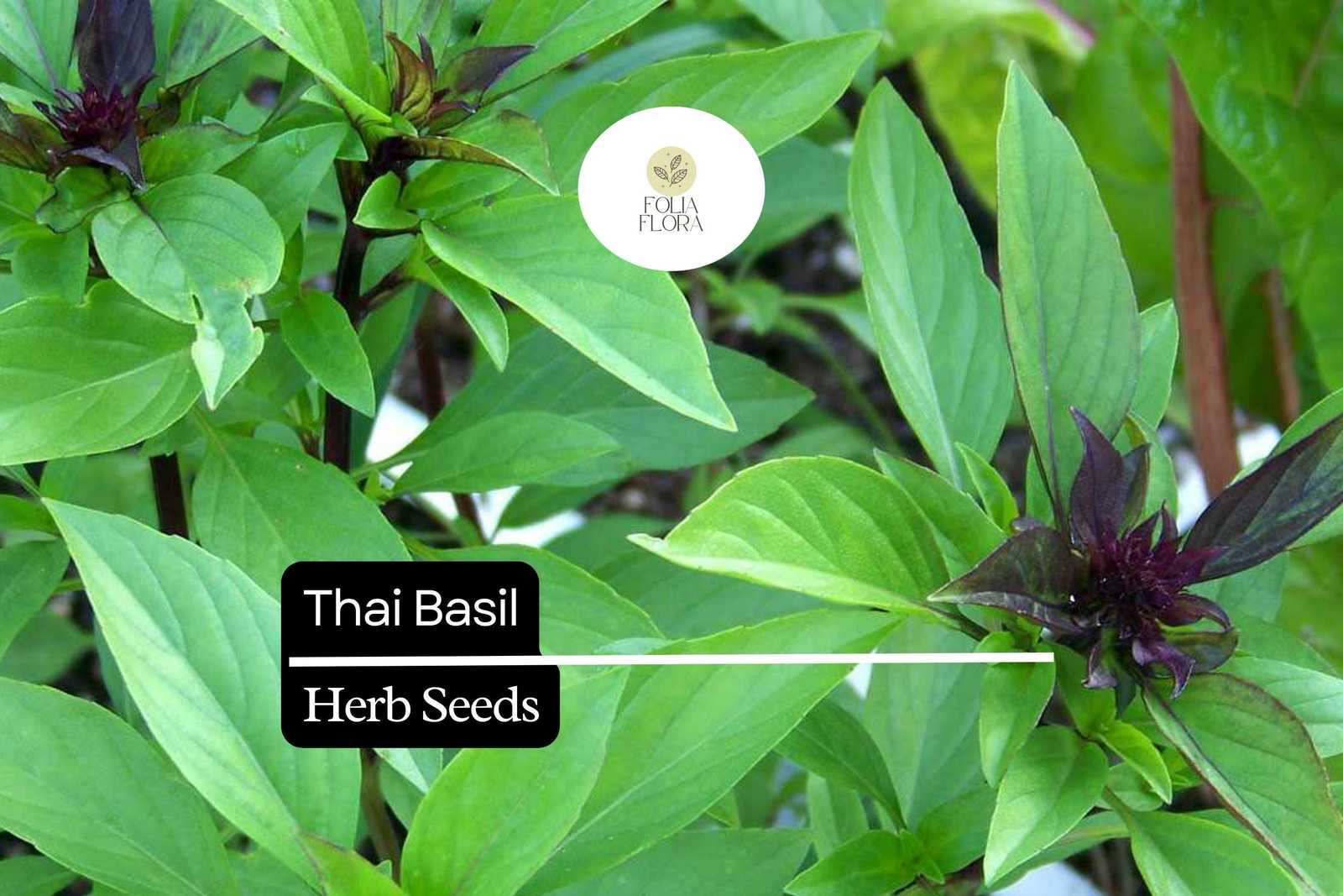 200 Thai Basil Seeds – Ocimum basilicum var. thyrsiflora – Heirloom, Swe... - $5.14