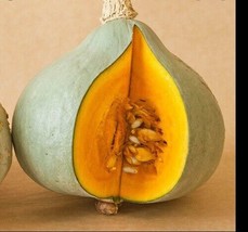 10 seeds Blue Hubbard Winter Squash Rapid Beauty Plant Heirloom Seeds Now - £8.46 GBP