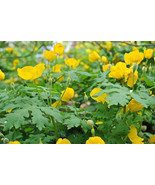 5 CELANDINE yellow POPPY bulb (Stylophorum eiphyllym - €7,82 EUR