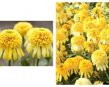 50 Seeds Lemon Drop Echinacea purpurea Coneflower Garden - $31.93