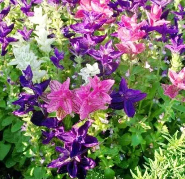 Fresh Tricolor Mix Clary Sage Flower Seeds For Planting (100 Seeds) Garden - £12.99 GBP