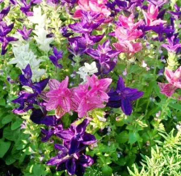 Fresh Tricolor Mix Clary Sage Flower Seeds For Planting (100 Seeds) Garden - £12.44 GBP