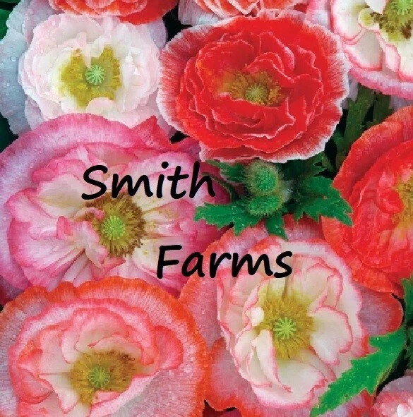 200+ Seeds Mixed Double Poppy Flowers Plants Garden Planting - $11.39