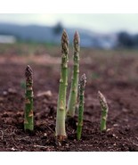 Asparagus Seeds Uc 157 F2 Hybrid Most Popular Planting Asparagus Fast Grow - $196.99 MXN