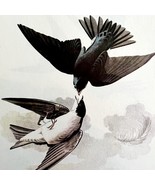 Tree Swallow 1950 Lithograph Art Print Audubon Bird First Edition DWU14D - $29.99