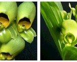 50 Seeds Catasetum planiceps Garden - £32.19 GBP