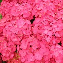 5 Masja Hydrangea Seeds Flowers Flower Seed 1437 Garden USA Seller - $7.98