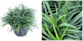 Ophiopogon Japanese Nana Plant 1Quart Ophiopogon Japonicus Nana Dwarf Mondo Gras - £40.75 GBP