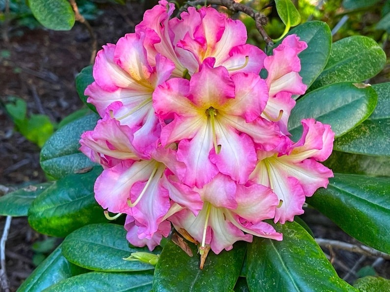 Melrose Flash Rhododendron, Well Rooted Starter Plant, Very Rare - $55.99
