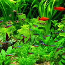 Mixed Water Grass Plants for Aquarium Fish Tank - 100 Seeds - $179.45 MXN