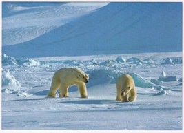 Postcard Polar Bears North American Wildlife - £3.17 GBP