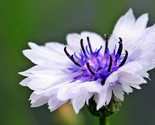 Sale 750 Seeds White Bachelor&#39;S Button/Cornflower Centaurea Cyanus Flowe... - $9.90