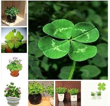 100 Bonsai Four Leaf Clover Trifolium Repens Mixed Dutch DIY Home &amp; Pcs/Bag G... - $12.32