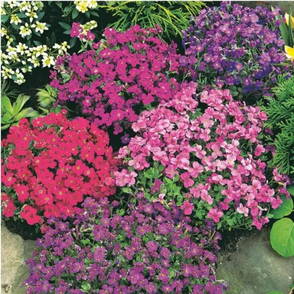 Fresh 200+ Purple Rock Cress Seeds Lilac Bush Perennial Groundcover Seeds Garden - £8.56 GBP