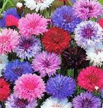 Grow In US Bachelor Button Dwarf Polka Dot Mix Seeds 50 Seeds Beautiful Bright  - £7.23 GBP