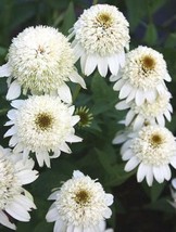 50 Double White Coneflower Seeds Echinacea Flower Perennial Flowers - £12.57 GBP
