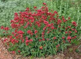 50 pcs red jupiter s beard flower seeds  mnss2 thumb200