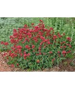 50 Pcs Red Jupiter&#39;s Beard Flower Seeds #MNSS - £12.17 GBP
