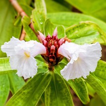 New Fresh Tropical Seeds Crepe Ginger 20 Flower Seeds Costus Speciosus - £14.54 GBP